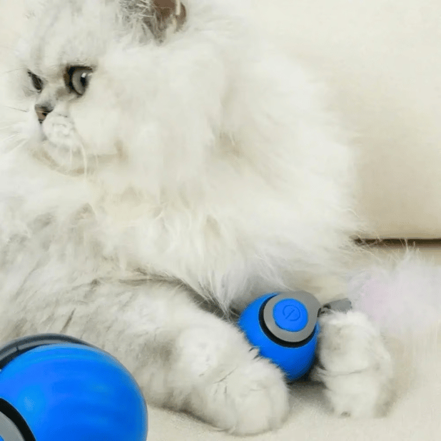 ✨2025 New Arrival 🐶Interactive Rechargeable Cat Toy Ball