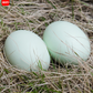 Imitation eggs, used for pranks or decorations