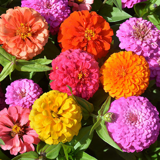 🌸100 Mixed Color Zinnia Seeds – Easy to Grow, Bright Summer Garden Flowers