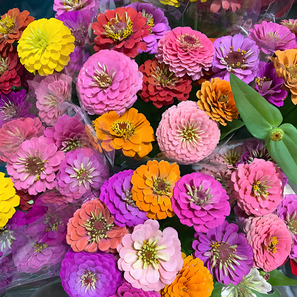 🌸100 Mixed Color Zinnia Seeds – Easy to Grow, Bright Summer Garden Flowers