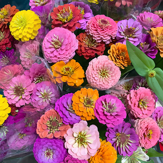 🌸100 Mixed Color Zinnia Seeds – Easy to Grow, Bright Summer Garden Flowers