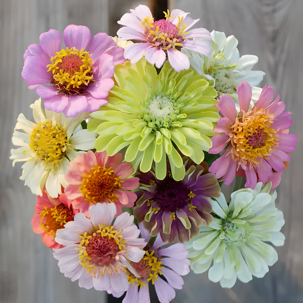 🌸100 Mixed Color Zinnia Seeds – Easy to Grow, Bright Summer Garden Flowers