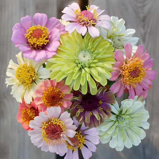 🌸100 Mixed Color Zinnia Seeds – Easy to Grow, Bright Summer Garden Flowers