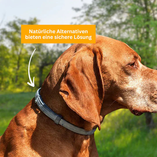 Flea and tick protection collar for dogs