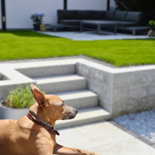 Flea and tick protection collar for dogs