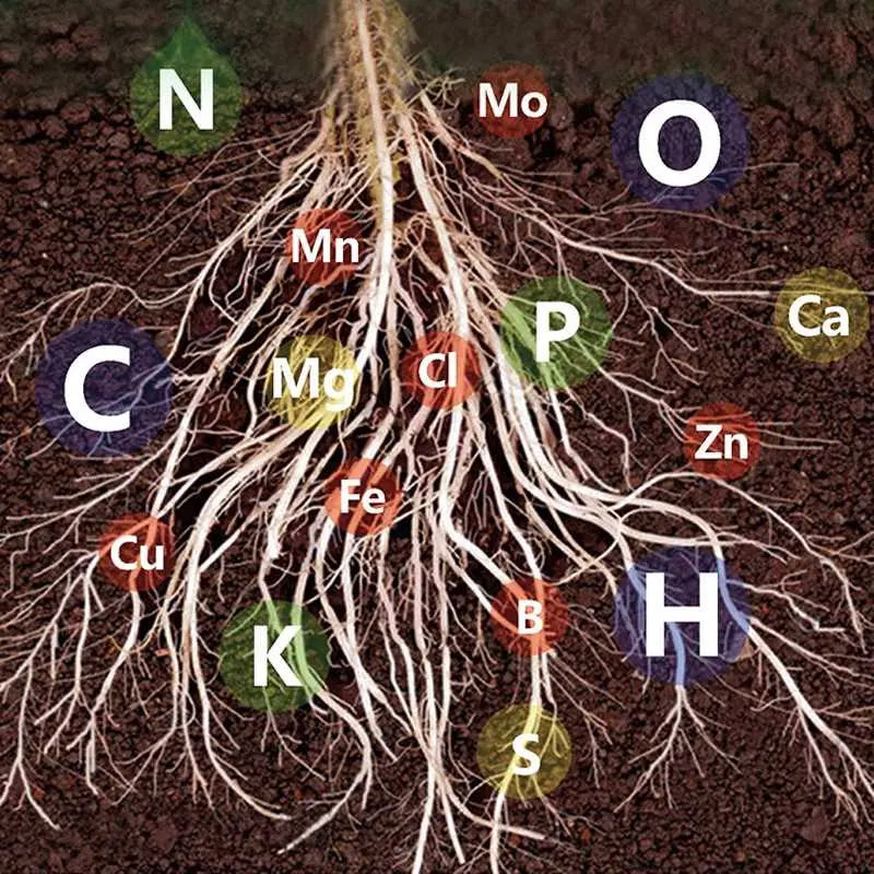 All-Purpose Liquid Plant Fertilizer